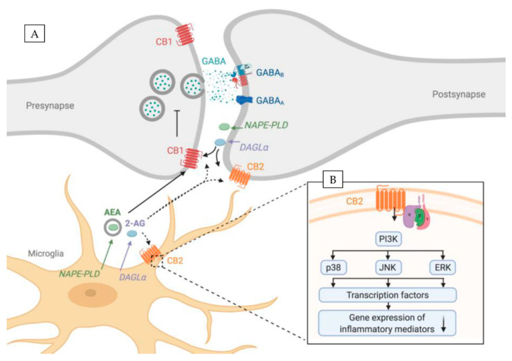ECS components are expressed both by microglia and neurons. (A) Overview showing ECS components in both pre- and postsynaptic sites of neurons and in microglia. Full lines represent interactions supported by evidence, whereas dotted lines represent putative interactions. (B) Close-up showing downstream intracellular pathways of CB2R in microglia that regulate expression of inflammatory mediators. CB2R activation downregulates gene expression of inflammatory mediates (↓) via PI3K signaling. CB2R—cannabinoid receptor 2, CB1R—cannabinoid receptor 1, DAGL—diacylglycerol lipase-α, NAPE-PLD—N-acyl phosphatidylethanolamine phospholipase D, 2-AG—2-arachidonoylglycerol, AEA—arachidonoylethanolamide. Created with BioRender.com.