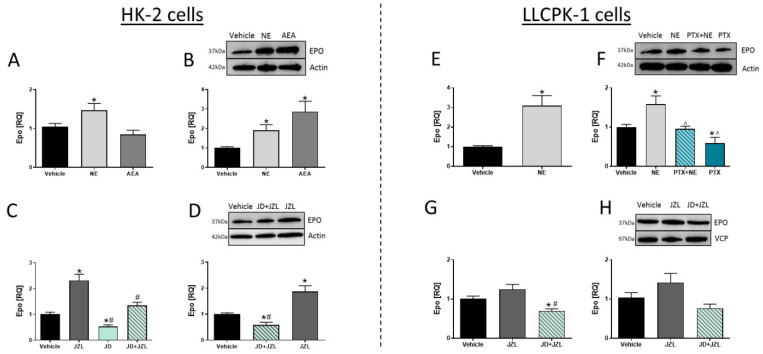 CB1R modulates EPO levels in vitro. mRNA expression levels of EPO in HK-2 cells (A,C). Representative Western blots and quantification of EPO in HK-2 cells (B,D). mRNA expression levels of EPO in LLCPK-1 (E,G). Representative Western blots and quantification of EPO in LLCPK-1 cells (F,H). Data represent the mean ± SEM from 2–4 independent experiments conducted in 6 replicates in each treatment group, * p < 0.05 vs. vehicle, # p < 0.05 vs. JZL-195, ^ p < 0.05 vs. noladin ether (NE).