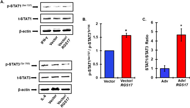 RGS17 increases STAT1/STAT3 ratio in vivo and in vitro. (A) UB/OC1 cells were transiently transfected with control vector or RGS17 plasmid for 72 h. Cells were treated for IFN-γ and IL-6 for 45 min as positive control for STAT1 and STAT3 respectively. Cell lysates were prepared for western blot analyses of Ser727 p-STAT1, Tyr706 p-STAT3, t-STAT1 and t-STAT3 for normalization and β-actin for loading control. RGS17 overexpression increased p-STAT1 activation and decreased p-STAT3 activation (Below). (B) Graphical representation showing RGS17 overexpression increased the STAT1/STAT3 ratio. Data presented as the mean ± SEM. (N = 5). Asterisks *p < 0.01 versus vector, t-test. (C) RNA was collected from the whole cochleae of rats treated with empty adenoviral vector or adenoviral vector with RGS17 transgene. Expression of STAT1 and STAT3 was assessed via real-time qPCR analysis RGS17 overexpression in rat cochlea significantly increased STAT1/STAT3 ratio. Data indicate mean ratio computed from observed fold change in the mRNA levels ± SEM (N = 4). *p < 0.05 versus Adv and analyzed by t-test.