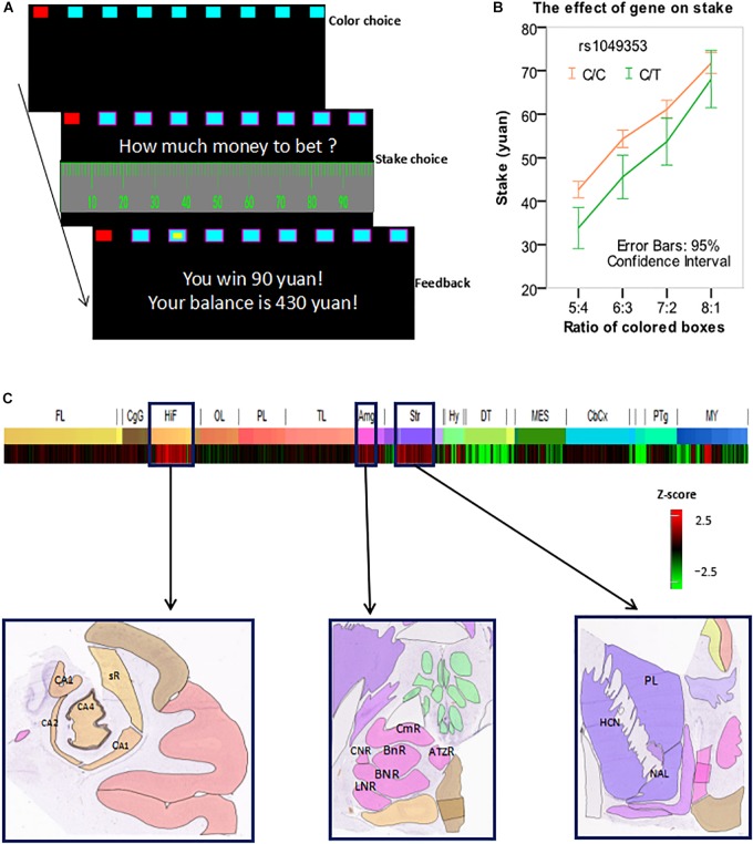 (A) An exemplar trial of the modified Cambridge gambling task (MCGT). (B) Stake was influenced by both box ratio and genotype. (C) The CNR1 gene was overexpressed in the hippocampus, amygdala, and striatum. Z-score bar: Higher redness represents a higher expression level of the CNR1 gene in a brain region. HIF, hippocampal formation; CA1, CA1 field, right; CA2, CA2 field, right; CA4, CA4 field, right; sR, subiculum, right. AMG, amygdala; CmR, cortico-medial group, right; BnR, basomedial nucleus, right; BNR, basolateral nucleus, right; LNR, lateral nucleus, right; CNR, central nucleus, right. Str, striatum. HCN, head of caudate nucleus, left; PL, putamen, left; NAL, nucleus accumbens, left. Image credit for sub-figures in (C): Allen Institute.