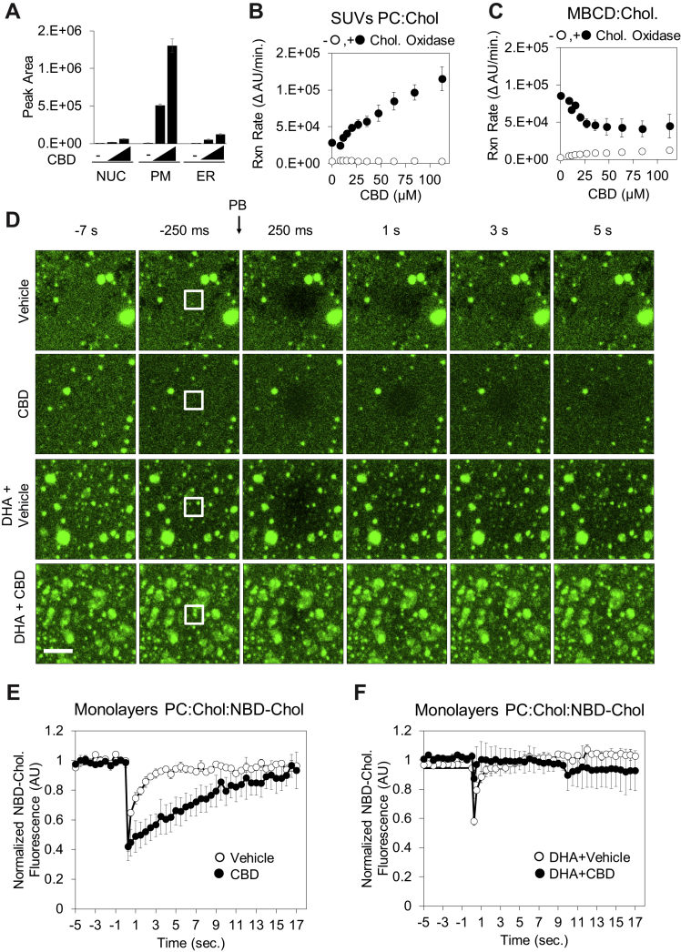 CBD incorporates into membranes, increases cholesterol accessibility, and reduces lateral diffusion of cholesterol.A, ethanol extracts of subcellular fractions of SK-N-BE(2) cells exposed to 0, 20, and 40 μM CBD for 24 h were analyzed for CBD using LC–MS. B, synthetic small unilamellar vesicles (SUVs—molar ratio is phosphatidylcholine:cholesterol:NBD-cholesterol: 78:20:2 [n/n%]) were used as a source of cholesterol in a fluorogenic cholesterol oxidase reaction to determine the effect of CBD on initial reaction rate. C, identical experiments were performed with cholesterol complexed to methyl beta cyclodextrin (MBCD), without SUVs present (D). Synthetic membrane monolayers containing NBD-cholesterol were adsorbed to borosilicate glass and used in fluorescent recovery after photobleaching (FRAP) experiments following exposure to either CBD (60 μM) and/or DHA (20 μM). The scale bar represents 2.5 μm. Quantified fluorescence recovery after photobleaching is displayed in (E) and (F) (n = 3). CBD, cannabidiol; DHA, docosahexaenoic acid.