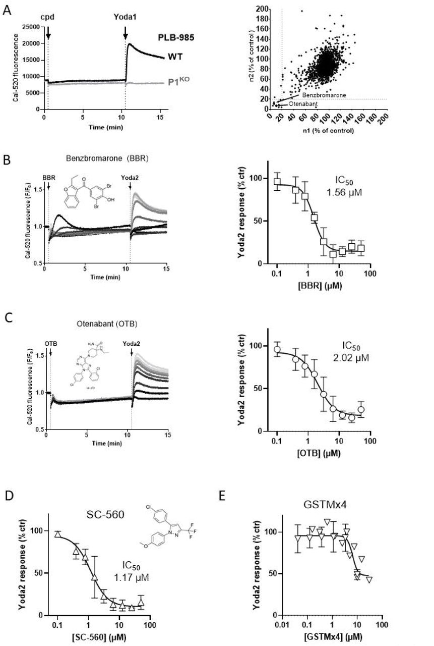 Identification and validation of Otenabant as a PIEZO1 inhibitor.(A) Screening assay. Ca2+elevations evoked by Yoda1 (5 µM) in wild-type (WT) and PIEZO1-deficient (P1KO) human promyelocytic PLB-985 cells exposed to test compounds (cpd) for 10 min were recorded with Cal520 in a Hamamatsu FDSS µCell platform (left). The amplitude of Yoda1-induced Ca2+ responses recorded with ∼2’000 tested compounds in two biological replicates was compared (right). Responses were normalized to the DMSO control. Arrows highlight Otenabant (OTB) and Benzbromarone (BBR) as potent inhibitors of the Yoda1-induced Ca2+ elevation (>80% inhibition). (B) Representative recordings (left) and concentration–response curves (right) of Yoda2-induced Ca2 + elevations at increasing BBR concentrations. The chemical structure of BBR is indicated. Increasing compound concentrations are shown from light (0 µM) to dark (50 µM) grey. Note that at high concentrations BBR application elicited a transient Ca2+ increase. (C) Representative recordings (left) and concentration–response curves (right) of Yoda1-induced Ca2 + elevations at increasing OTB concentrations. Chemical structure of OTB is indicated. (D) Concentration– response curves of Yoda1-induced Ca2+ elevations at increasing SC-560 and (E) the tarantula toxin GSTMx4 concentrations. Chemical structure of SC-560 is indicated. Data are mean ±SD of N=5 biological replicates, each measured in technical triplicate.