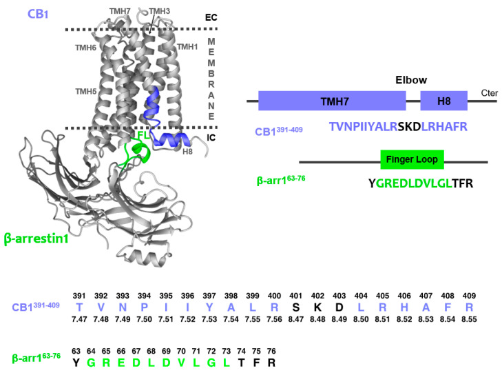 CB1/β-arrestin1 complex model [templates: PDB 5XRA (CB1 receptor active state crystal structure) and 5W0P (Rho/β-arrestin complex)]. The CB1/β-arrestin1 interface to be studied is colored (green: β-arr163-76; blue: CB1391-409) while other domains in the GPCR and the scaffolding protein are represented in grey. Note that β-arrestin finger loop (FL) is not helical in other reported GPCR/β-arrestin complexes [51,52,53]. At the bottom, the absolute sequence numbers are shown above the peptide sequences; in the case of CB1391-409 the Ballesteros and Weinstein numbering of GPCRs is indicated below the sequence.