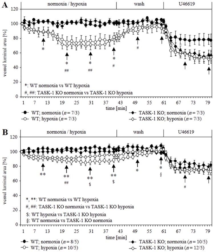 Videomorphometric analysis of the hypoxic response of intra- (A) and pre-acinar (B) arteries of WT and TASK-1 KO mice.The luminal area of vessels before exposure to hypoxia was set as 100%, and changes in the luminal areas are presented as relative values. Hypoxia-induced constriction of intra-acinar arteries was comparable in both mouse strains, whereas in KO pre-acinar arteries, it started to fade earlier as compared to WT. Data are presented as mean ± SEM. n is number of vessels/number of animals. Tests of significance were done at the time points indicated by arrows. *, #, §, $ P≤ 0.05 and **, ## P≤ 0.01 (Mann–Whitney U-test).