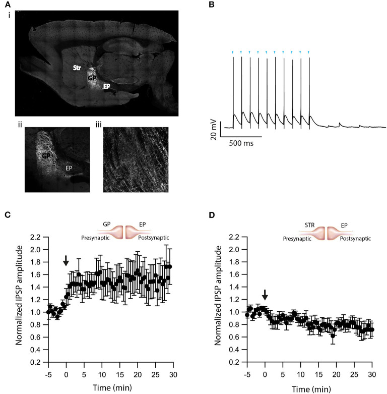 Optogenetic verification of eCB induced plasticity. (A) Sagittal brain slice image containing the GP (the injected zone), the EP (the recording zone), and adjacent structures. ChR2-YFP expression was observed in infected cells in the GP and in axons terminals in the EP. The Image was magnified x10 (i), x20 (ii, iii). (B) Whole-cell recording from a ChR2 expressing GP neuron illuminated with a 10 Hz light pulse train. The onset of light stimulation is indicated by inverted triangles. The EP neuron‘s membrane potential was set approximately to −60 mV by injecting positive or negative current (~0–20 pA). (C) Post-HFS stimulation of 100 Hz for 10 s induced LTP at GP-EP synapses (n = 6). Normalized IPSP amplitudes (normalization to the mean amplitude of IPSP recorded during the beginning of baseline recordings) are plotted against time. The arrow indicates the time of depolarization induction protocol, and error bars represent the SEM. (D) Post-HFS stimulation of 100 Hz for 10 s generated mild LTD in the presence of a D2 agonist at GP-EP synapses (n = 4).