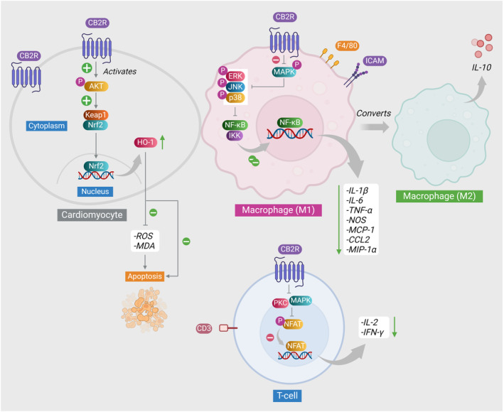 CB2 receptors' mechanisms of action in cardiomyocytes and inflammatory cells. As illustrated, the activation of CB2 receptors in cardiomyocytes phosphorylates AKT which degrades Keap1 leading to the dissociation of Nrf2 and its translocation to the nucleus where it increases the transcription of HO‐1 gene. This decreases the generated ROS, and peroxidized lipids and inhibits apoptosis. In the macrophage, CB2 activation suppresses the activation of mitogen‐activated protein kinases (MAPK) and its downstream mediators. Consequently, NF‐κB is inhibited and there will be no dissociation from its inhibitor complex with IKK, and the release of inflammatory mediators is inhibited. With an unknown mechanism activated CB2 receptor causes the polarization of M1 macrophages into the anti‐inflammatory phenotype M2 macrophages which contribute to the anti‐inflammatory response through the release of anti‐inflammatory cytokine IL‐10. In T cells, activated CB2 receptor deactivates MAPK pathway, inhibiting PKC. As a result, NFAT phosphorylation, activation, and nuclear translocation are inhibited, resulting in a reduced release of IL‐2 and INF‐γ. AKT, protein kinase B; CCL2, chemokine (C‐C motif) ligand 2; ERK, extracellular signal‐regulated kinase; HO‐1, heme oxygenase 1; IKK, inhibitor of nuclear factor‐κB (IκB) kinase; IL‐10, interleukin‐10; IL‐1β, interleukin‐1β; IL‐6, interleukin‐6; IL‐2, interleukin‐2; INF‐γ, interferon gamma; JNK, c‐Jun N‐terminal kinase; keap1, Kelch‐like ECH‐associated protein 1; MAPK, mitogen‐activated protein kinase; MCP‐1, monocyte chemoattractant protein‐1; MDA, malondialdehyde; MIP‐1α, macrophage inflammatory protein‐1 alpha; NF‐κB, nuclear factor kappa‐light‐chain enhancer of activated B cells; NOS, nitric oxide synthase; Nrf2, nuclear factor erythroid 2‐related factor 2; ROS, reactive oxygen species; TNF‐α, tumor necrosis factor alpha.