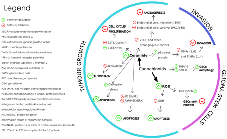 The main molecular mechanisms affected by cannabinoids during the modulation of GBM are depicted where the green arrows represent pathway activation and the red arrows represent pathway inhibition [146]. Redrawn with permission from Dumitru, C.A., Cannabinoids in Glioblastoma Therapy: New Applications for Old Drugs; published by Front Mol Neurosci, 2018. Creative Commons CC BY 4.0. http://creativecommons.org/licenses/by/4.0/ (accessed on 26 June 2023).