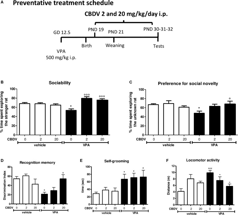 Preventative CBDV treatment protocol. Pregnant Sprague-Dawley rats received a single injection of VPA 500 mg/kg i.p. (or vehicle) at GD 12.5. (A) Preventative treatment with CBDV 2 or 20 mg/kg/day i.p. was performed from PND 19 and animals were tested at PND 30 (three chamber test), 31 (NOR test), and 32 (repetitive behavior and locomotion). Effect of preventative CBDV 2, 20 mg/kg/day treatment in male offspring of VPA- and vehicle-exposed rats on (B) sociability and (C) social novelty preference as measured through the three chamber test; (D) short-term memory as measured through the novel object recognition test; (E) compulsive self-grooming and (F) locomotor activity as measured in the activity cage. Data represent mean ± SEM of n = 7 vehicle-vehicle, n = 6 vehicle-CBDV 2 mg/kg, n = 6 vehicle-CBDV 20 mg/kg, n = 6 VPA-vehicle, n = 8 VPA-CBDV 2 mg/kg, n = 8 VPA-CBDV 20 mg/kg and were analyzed using two-way ANOVA followed by Tukey’s post hoc test (∗∗∗p < 0.001, ∗p < 0.05 vs. vehicle-vehicle;°°°p < 0.01,°p < 0.05 vs. VPA-vehicle).