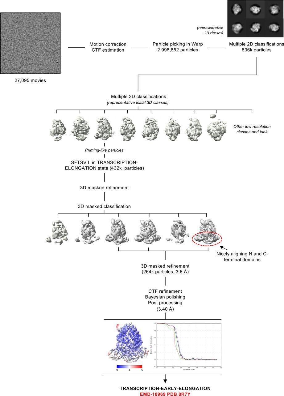 Image processing strategy to obtain TRANSCRIPTION-EARLY-ELONGATION structure.Schematic representation of the image processing strategy used with the data collected on a Titan Krios G3 equipped with a Gatan K3 BioQuantum detector to obtain the TRANSCRIPTION-EARLY-ELONGATION structure. Representative micrographs, 2D class averages, and 3D class averages are displayed. All processing steps, including 2D classification, 3D classification, 3D refinement, and post-processing were completed in RELION. Local resolution EM maps are coloured according to the resolution key shown. Fourier shell correlation curves (FSC) curves are also displayed.