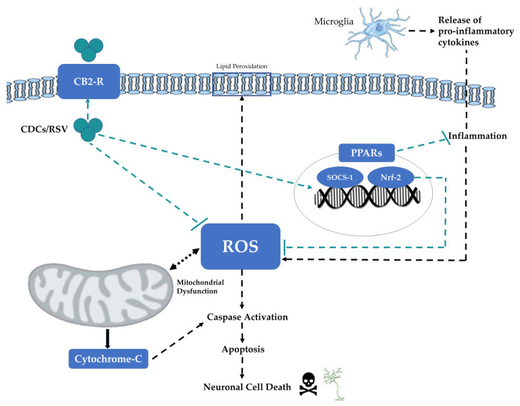 Schematic summary of the potential neuroprotective mechanisms of CDCs or RSV in neurons following induction of PD. Redox stress and the production of reactive oxygen species (ROS) can damage mitochondria and this can further exacerbate ROS production and trigger the release of mitochondrial cytochrome-c and induction of apoptosis. ROS also damages cellular protein targets and induces lipid peroxidation. ROS levels are also elevated in response to inflammatory mediators released by microglia and astrocytes. CDCs and RSV are neuroprotective and scavenge free radicals to reduce the levels of ROS and associated cellular redox stress. CDCs or RSV promotes the activity of PPARs, SOCS-1, and Nrf-2 to reduce inflammation and the induction of ROS.