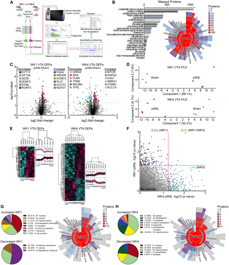 Neuropathic pain induces temporal remodeling of the VTA proteome(A) Workflow for the label-free quantitative proteomic analysis of VTA tissue at week 1 (WK1) and week 4 (WK4) post-surgery in male mice. Samples consisted of pooled bilateral tissue punches (2 punches/sample). Sample sizes: WK1 sham, n = 3 pooled samples; WK1 pSNL, n = 4 pooled samples; WK4 sham, n = 5 pooled samples; and WK4 pSNL, n = 5 pooled samples.(B) Functional classification of the 5,251 identified VTA proteins (PANTHER analysis and bar graph) and subcellular localization of 1,203 synaptic proteins (SynGO and starburst plot).(C) Volcano plots of differentially expressed proteins (DEPs) at WK1 and WK4. Insets highlight metabolic DEPs. WK1 includes lipid and endocannabinoid metabolism regulators (e.g., ACOT2 and ABHD6). WK4 includes energy and stress regulators from mTOR and AMPK pathways (e.g., MTOR and AAKG2) and mitochondrial complex I components (e.g., NDUAC and NDUBA). See also Table S2 and Figure S3.(D and E) Principal-component analysis (PCA) (D), and a heatmap from unbiased hierarchical clustering (E), demonstrating reproducible abundance shifts between male pSNL and sham groups at both time points.(F) Scatterplot comparing DEP significance at WK1 versus WK4, indicating two distinct molecular phases with minimal overlap.(G and H) Subcellular localization of DEPs at WK1 (G) and WK4 (H) mapped by Gene Ontology: Cellular Component (GO:CC) and SynGO. While proteins varied by time point, changes predominantly localized to overlapping compartments, including mitochondria, ribosomes, and the postsynaptic density. Annotation counts: WK1, 173 unique DEPs in GO:CC and 40 in SynGO; WK4, 127 unique DEPs in GO:CC and 30 in SynGO.