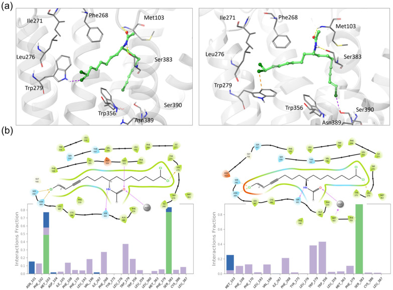 Molecular modeling of taveuniamide F enantiomers into CNR1. (a) Docking poses obtained for (R)-(left) and (S)-taveuniamide F (right) stereoisomers using Induced Fit Docking with GlideSP precision. Yellow lines are hydrogen bonds, orange are halogen bonds, and purple are salt bridges. (b) Protein–ligand interactions during 100 ns MD, for (R)-(left) and (S)-taveuniamide F (right). In the frequency plots, the bar height represents the fraction of the simulated time in which the specific interaction was present. Green bars are hydrogen bonds, purple are hydrophobic contacts, and blue are water-bridged interactions.