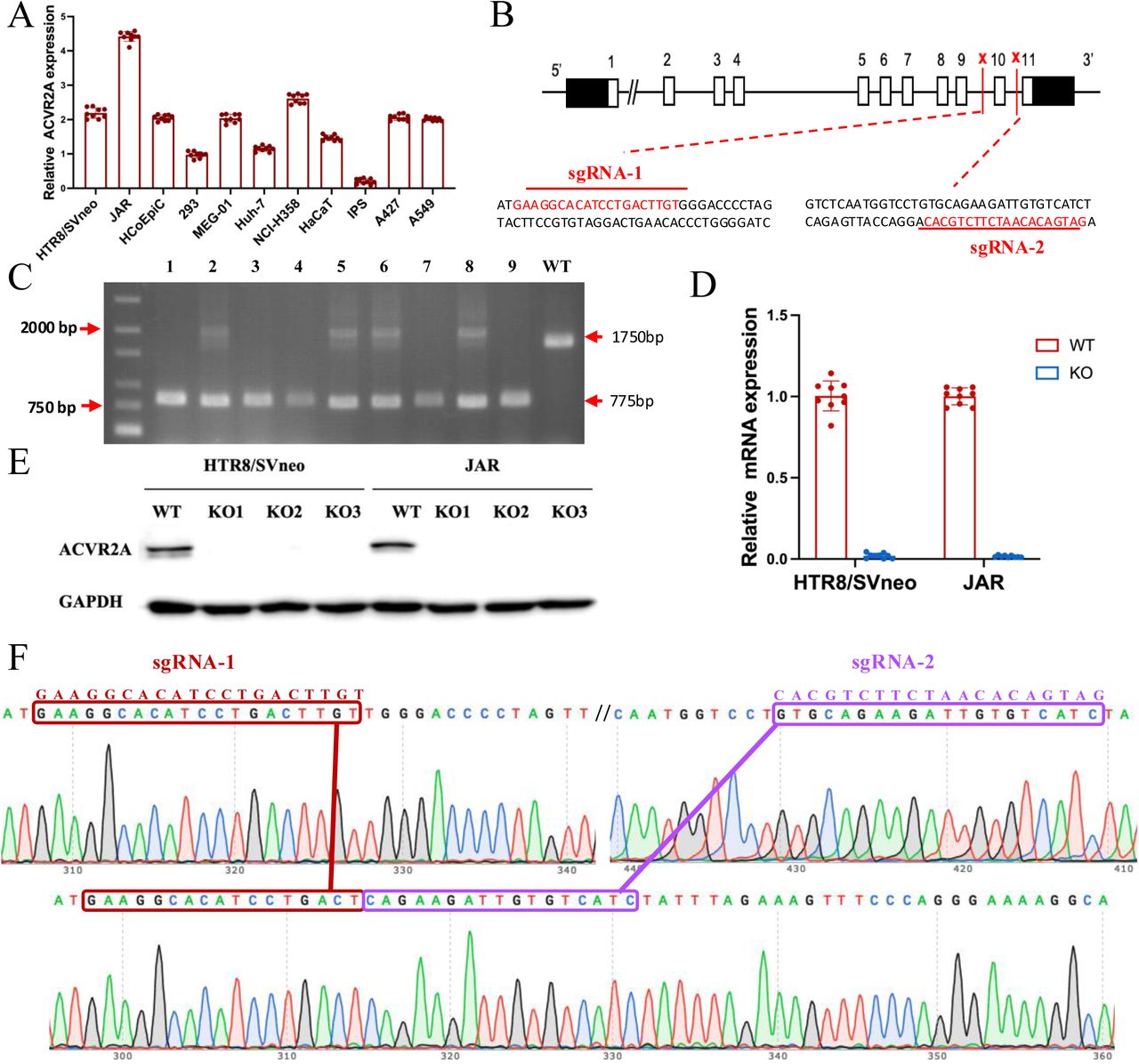 The ACVR2A gene in JAR and HTR8/SVneo cells was successfully knocked out using CRISPR/Cas9 gene editing technology.(A) RT-qPCR was employed to assess the ACVR2A mRNA expression across various cell lines. The expression of ACVR2A in HTR8/SVneo and JAR was comparable to that in multiple cancer cell lines, with JAR exhibiting a higher ACVR2A expression.(B) DNA sequence of ACVR2A and target sequence site information of sgRNA-1 and sgRNA-2.(C) The knockout efficiency of the ACVR2A gene in HTR8/SVneo and JAR cell lines was assessed through polymeric primer PCR, confirmed by agarose gel electrophoresis, and reconfirmed through four rounds of monoclonal cell communities. The specific experimental results are shown in Figure S3.(D) The ACVR2A mRNA levels were measured in HTR8/SVneo and JAR cell lines, and the normal control group was compared with the two ACVR2A-KO cell lines after three rounds of validation (*P < 0.05, **P < 0.01, ***P < 0.001, and ****P < 0.0001 compared with normal control group).(E) Western blot analysis showing ACVR2A protein levels in wild-type (WT) and knockout (KO) HTR8/SVneo and JAR cell lines. The ACVR2A protein is significantly absent in KO cell lines compared to WT, confirming successful knockout of the ACVR2A gene.(F) Sanger sequencing confirmed the expression of ACVR2A in ACVR2A-KO monoclonal cell lines and successfully knocked out the DNA fragment between the ACVR2A gene sgRNA-1 and sgRNA-2. The specific experimental results are shown in Figure S4 and S5.