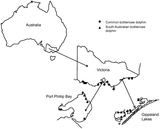 Location of tooth sample collections of common bottlenose dolphins (CBD) and south Australian bottlenose dolphins (SABD).It can be seen that the CBD strandings occur on beaches open to offshore waters, whereas the SABD mainly strands in either Port Phillip Bay or the Gippsland Lakes.