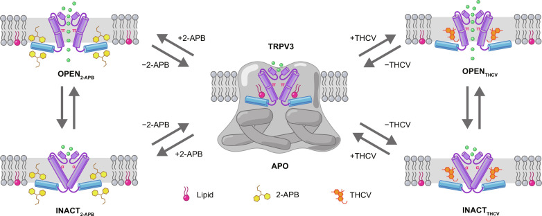 Mechanism of agonist-induced TRPV3 activation.Schematic representation of TRPV3 in the closed, open, and inactivated states, with molecules of THCV and 2-APB agonists and vanilloid-site lipid shown in orange, yellow, and pink colors, respectively. Arrows indicate the putative interstate transitions. Green circles represent cations. The pore-forming regions (violet) and TRP helix (blue) are shown as cylinders. The final place of the dislocated vanilloid lipid is chosen arbitrary. Note that APO and OPEN conformations have a π-bulge in the middle of S6, while S6 in INACT is entirely α-helical.