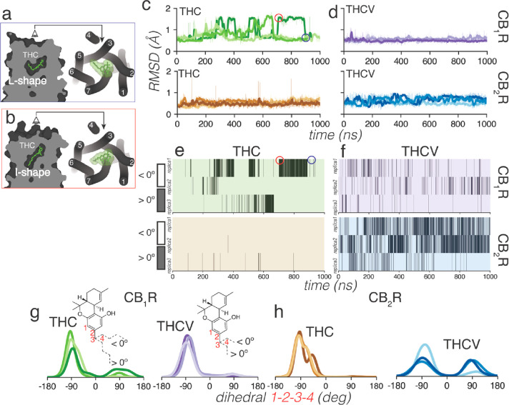Conformational analysis of the alkyl chain of THC and THCV bound to CB1R and CB2R. Views parallel and perpendicular to the membrane plane of THC bound to CB1R in (a) an L-shape and (b) an I-shape conformation pointing toward cavities between either TMs 3 and 5 or TMs 3 and 6, respectively. Red and blue rectangles correspond to the structure in red and blue circles in panels (c) and (e). Rmsd values of ligand heavy atoms (c, d), heatmaps (e, f) showing the conformation of the alkyl chain (dihedral angle 1–2–3–4) in the – anticlinal (angle around −90° < 0°) or the + anticlinal (around 90° > 0°), and histogram distribution of the dihedral angle 1–2–3–4 (g, h) during MD simulations of THC bound to CB1R (green lines or panels) or CB2R (brown) and THCV bound to CB1R (purple) or CB2R (blue). Three replicas of 1 μs of each complex were run.