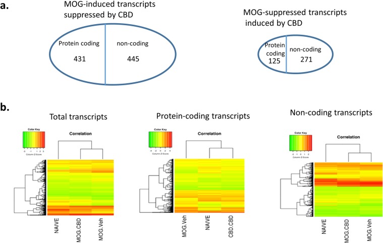 Transcriptome expression in splenic CD4+ T cells. CD4+ T cells from spleens of naïve, MOG + vehicle and MOG + CBD treated mice were isolated as described in the Fig. 1 legend. Gene expression in in splenic CD4+ T cells from maive, MOG + vehicle and MOG + CBD mice was determined by transcriptome microarray. (a) Number of protein coding and non-coding transcripts whose expression patterns were reversed by CBD treatment in EAE mice. (b) Heat map showing the expresseion levels of total transcripts as well as protein coding and non-coding transcripts.