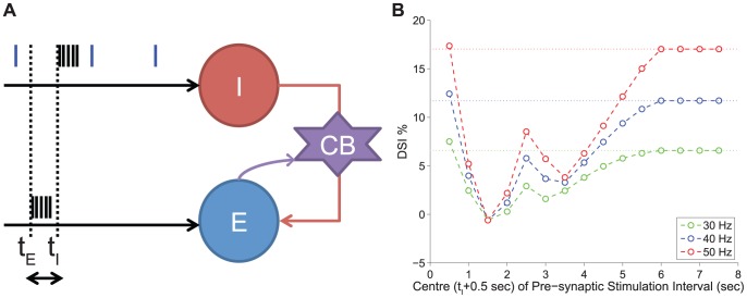 DSI modulation by the timing of pre- and post- synaptic cells' activity. Panel A: The illustration of the in silico experimental Protocol 8. A signal (1 sec long) arrives at both the inhibitory pre-synaptic cell (indicated by the cell I) and excitatory post-synaptic cell (indicated by cell E) and, thus, evoking a train of action potentials (black spikes). The signal arrives at the two cells with a time difference . As in experiments with pair recordings, a test current pulse of 0.2 Hz is also applied on the pre-synaptic cell, for assessment of DSI (indicated by the blue spikes). The pre-synaptic cell inhibits the post-synaptic cell whereas the post-synaptic cell under certain conditions mobilises eCBs, activates the CB receptor and as a result reduces the inhibition it receives. Panel B: The post-synaptic cell receives input always at sec and the pre-synaptic cell receives input at different times indicated by . The DSI magnitude is plotted (indicated by the open circles) versus the centre ( sec) of the time window within which the pre-synaptic cell receives input. The same protocol is applied to the two cells for different frequencies in the range of 30–50 Hz. Depending on the arrival time of the signal at the pre-synaptic cell, the modulation of DSI magnitude differs. When the two bursts coincide they cancel out and, hence, DSI is completely abolished. The maximal effect of DSI, other than this case, occurs with certain latency for the frequencies 30–50 Hz. The horizontal lines indicate the basal value on DSI in each frequency case (i.e. the DSI due to 1 sec firing of the post-synaptic cell with a given frequency, in the absence of input to the pre-synaptic cell). See the text for more information.