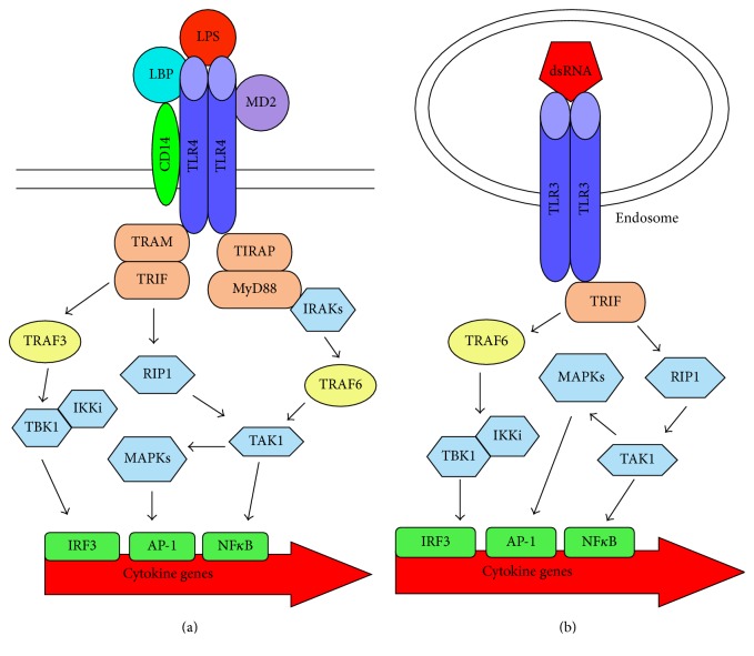 TLR signal transduction pathways. (a) Signaling through TLR4 by bacterial LPS. TLR4 forms a complex with LBP, MD2, and CD14. When LPS binds TLR4, two adaptor complexes are recruited. The MyD88-dependent pathway activates IRAKs eventually leading to activation of TAK1 that leads to activation of transcription factor NF-κB and stimulates the MAPK pathways for transcription factor AP-1 activity. The TRIF-dependent pathway occurs within endosomes and activates RIP1, also resulting in TAK1 activation. Through TRAF3, IKKi and TBK1 are activated leading to the activation of transfer transcription factor IRF-3. (b) Signal through TLR3 by nucleic acids occurs within endosomes. When the receptor is occupied, TLR3 alone binds TRIF without TRAM. RIP1 is activated leading to the same subsequent events as those during TLR4 signaling. TRIF also activates IKKi and TBK1 leading to transcription factor IRF-3 activation, but involves TRAF6, not TRAF3. TLR: Toll-like receptor; LPS: lipopolysaccharide; LBP: LPS-binding protein; MD2: myeloid differentiation-2 protein; MyD88: myeloid differentiation primary response 88; TIR: Toll/interleukin-1 receptor; TIRAP: TIR-containing adaptor protein; TRIF: TIR domain-containing adaptor-inducing interferon-β; TRAM: TRIF-related adaptor molecule; IL: interleukin; IRAK: IL-1R-associated kinases; TNF: tumor necrosis factor; TRAF: TNF receptor-associated factors; TBK1: TANK-binding kinase-1; MAPK: mitogen-activated protein kinase; RIP1: receptor-interacting serine/threonine-protein kinase 1; TAK1: tumor growth factor-β-activated kinase 1; IKKi: inducible IκB kinase-I; IRF-3: interferon regulatory factor-3; AP-1: activator protein-1; NF-κB: nuclear factor-κB.