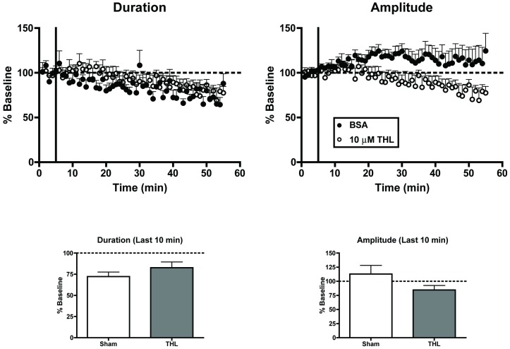 Blockade of 2-AG synthesis does not alter up-state parameters.Top graphs: time course of measures of up-state duration and amplitude in sham treated cultures and those treated with the DAGL inhibitor tetrahydrolipstatin (THL; 10 µM). Bottom graphs: summary data from the two treatment conditions binned over the last 10 min and normalized to their respective baselines. Bars represent mean ± SEM.