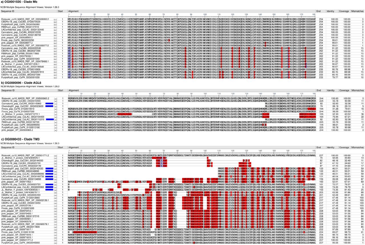 Multiple sequence alignment showing examples of a) a clade composed entirely of genes classified as MADS-box, and two clades containing b) three non-MADS genes and c) eight non-MADS genes. Non-MADS genes are marked with blue rectangles.