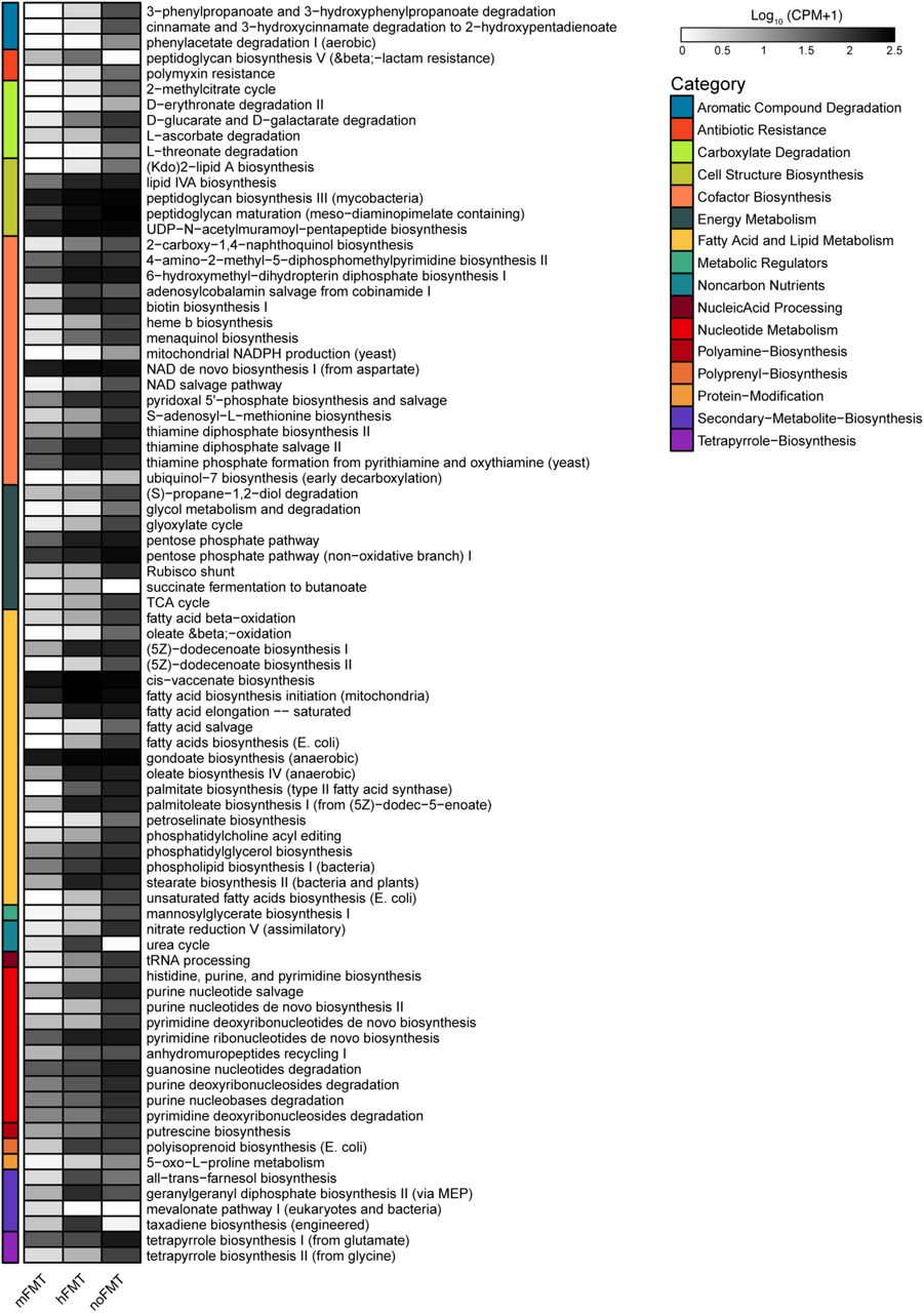 Microbial pathways associated with other metabolism significantly different in abundance across treatment groups.Mean log10-transformed (CPM + 1) of other metabolism MetaCyc Pathways significantly different across treatment groups compared to mice treated with mFMT (based on MaAsLin2; linear model with BH correction, q ≤ 0.001).