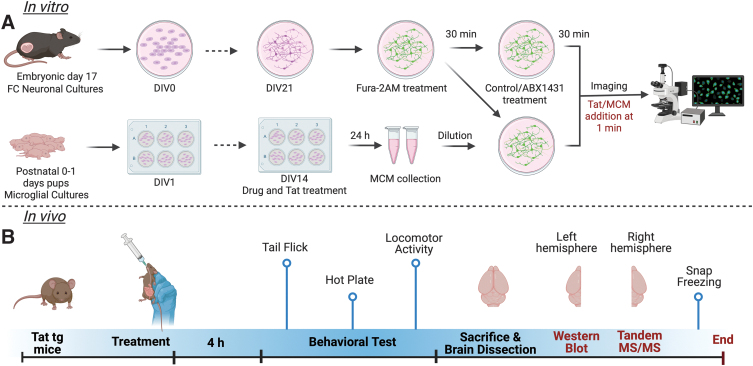 Overall outline of the study. (A) Steps involved in in vitro Ca2+ imaging studies using primary neuronal and microglial cultures. At DIV21 neurons were treated with Fura-2AM and the appropriate treatment condition, then incubated for 30 min and imaged. (B) In vivo study outline; Tat(−) and Tat(+) male mice were given ABX1431 (4 mg/kg) through oral gavage and after 4 h mice underwent the behavioral tests as shown. Ca2+, calcium; DIV, days in vitro; FC, frontal cortex; MCM, microglia conditioned media; Tat, transactivator of transcription; tg, transgenic. Figure created in Biorender.
