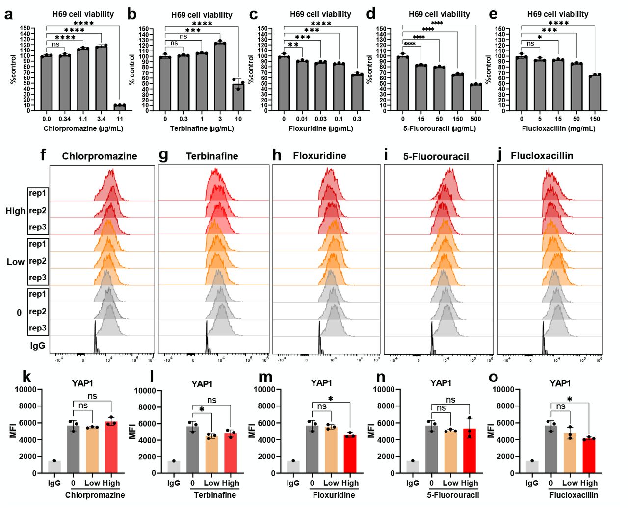 Screening for the malignancy marker YAP1 in H69 cholangiocytes after drug stress.(a-e) Cell viability and (f-o) YAP1 expression in H69 cholangiocytes were measured after treatment with selected drug candidates for 48 h, including chlorpromazine at a low dose of 1.1 µg/mL and a high dose of 3.4 µg/mL (a, f, k); terbinafine at a low dose of 1 µg/mL and a high dose of 3 µg/mL (b, g, l); floxuridine at a low dose of 0.03 µg/mL and a high dose of 0.1 µg/mL (c, h, m); 5-fluorouracil at a low dose of 15 µg/mL and a high dose of 50 µg/mL (d, i, n); and flucloxacillin at a low dose of 15 µg/mL and a high dose of 50 µg/mL (e, j, o).