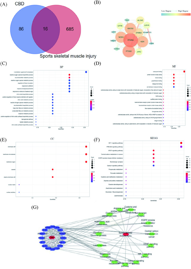 Results of network pharmacological analysis. (A)Venn Diagram of CBD targets and exercise-induced skeletal muscle injury targets. (B) PPI network of intersection targets of CBD in the treatment of exercise-induced skeletal muscle injury. (C–E) GO analysis bubble map of CBD. (F) KEGG analysis bubble map of CBD. (G) Network diagram of “component-target-pathway-disease.”