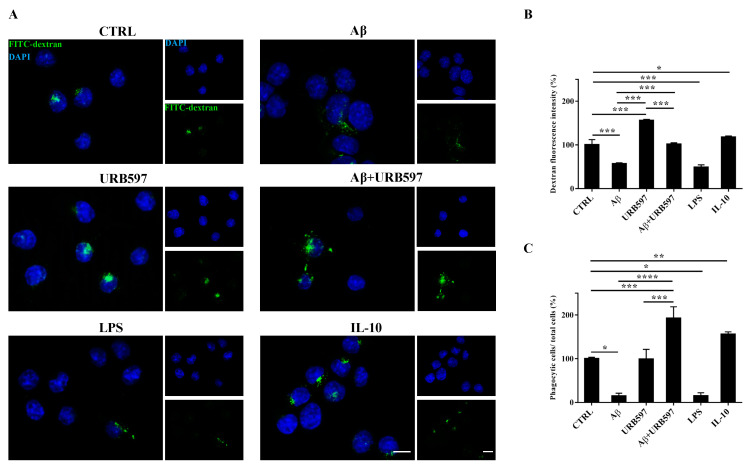 Analysis of the phagocytosis process using FITC-dextran on BV-2 cells pre-treated with 5 μM URB597 and incubated with 30 μM Aβ25–35 for 24 h. (A) Representative immunofluorescence images of FITC-dextran uptake. (B) Quantization of the intensity of FITC-dextran. (C) Quantization of the number of dextran-positive cells on the total cells. The data were normalized to CTRL and reported as a percentage. The results were expressed as the mean ± SD of three independent experiments. Statistical significance was determined using ANOVA analysis by Tukey’s test. * p < 0.05, ** p < 0.01, *** p < 0.001, **** p < 0.0001. Bar: 20 µm.