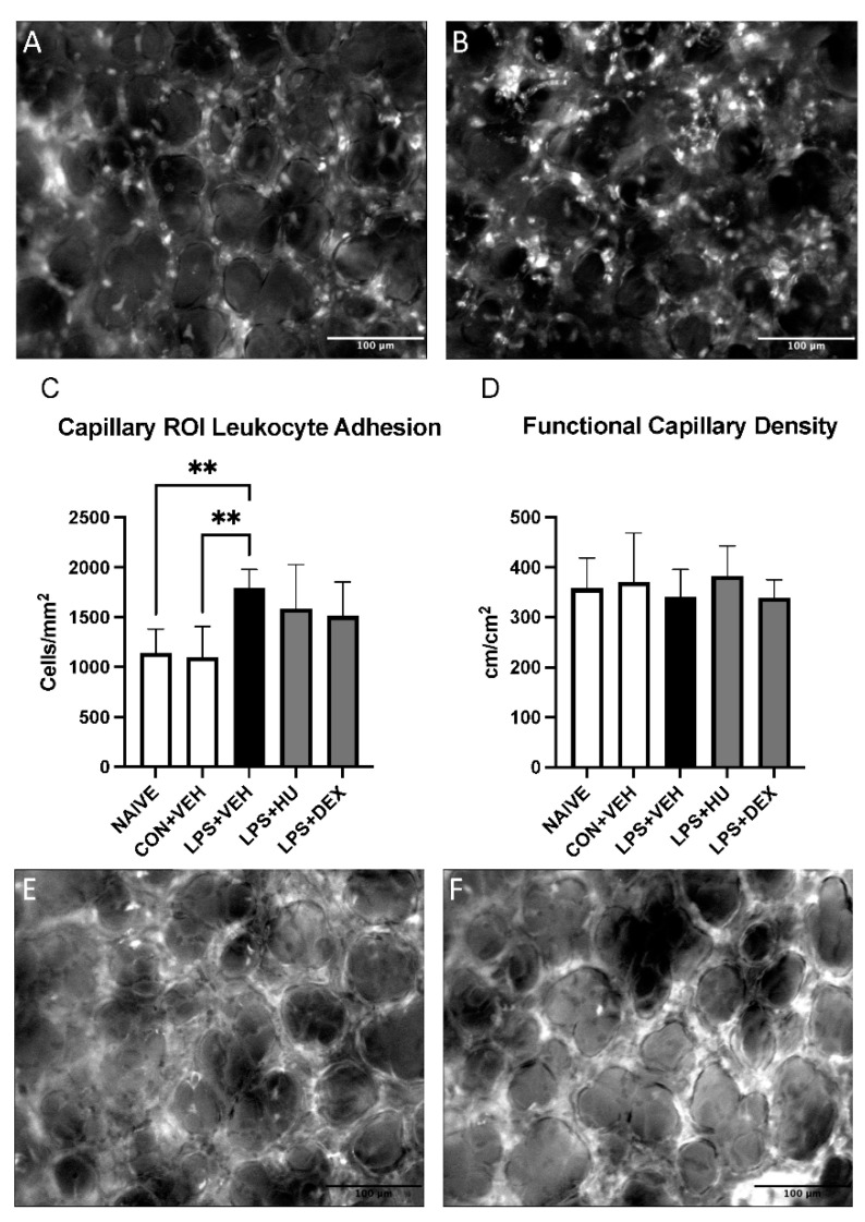 Impact of LPS-induced ALI and treatment on pulmonary capillaries. Representative images of leukocyte adhesion in capillary ROI in (A) con + veh mice and (B) LPS + veh mice. (C) Analysis of leukocyte adhesion in capillary ROI. (D) Analysis of FCD in capillary ROI. Representative images of FCD in capillary ROI in (E) con + veh mice and (F) LPS + veh mice. Data are expressed as mean ± SD. Statistically significant differences were determined via one-way ANOVA with Dunnett’s multiple comparisons test and are depicted as ** p ≤ 0.01.