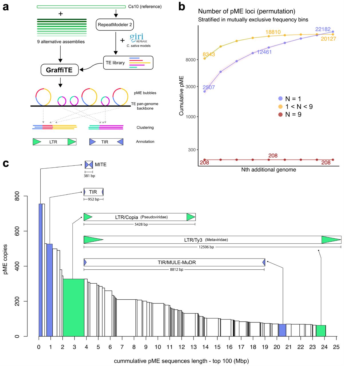 Cannabis sativa pME pangenome analysis.a. Overview of the experiment: the reference genome Cs10 was used to generate an automatic TE library with RepeatMolder 2 and subsequently merged with a collection of manually curated consensus sequences from Repbase. Next, 9 alternative assemblies were used as input for GraffiTE (GT-sv mode). Most of the discovered candidate pMEs contained multiple TE annotation from the automatic library; in order to reconstruct TE families, the sequences of 75,679 putative pMEs were clustered with MMseqs2 and variants belonging to clusters with 3 or more sequences were kept for analysis. b. Discovery curves for the selected pMEs in 9 genome assemblies, relative to the reference Cs10. c. Distribution of pME clusters size, in total number of loci (y axis) and total sequence length in the pangenome (x axis = pME loci number x pME lengths per cluster). The manually annotated sequence of 5 representative pME families are shown to illustrate the diversity of TE segregating between C. sativa cultivars.