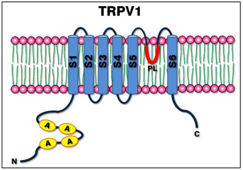 Structure of the TRPV1 channel. The image shows a simplified schema of the protein structure within the plasma membrane, consisting of six transmembrane helices (S1 to S6), a hydrophobic pore loop (PL) between S5 and S6, the N-terminal domain rich in ankyrin repeats and the C-terminal domain.