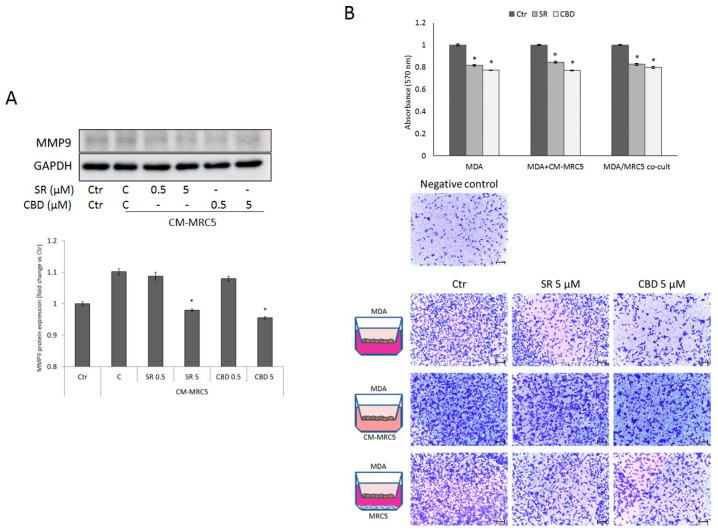 (A) Representative Western Blots and densitometric analyses of MMP9 protein expression in MDA-MB-231 cells untreated (Ctr) or exposed to CM-MRC5, obtained from MRC5 untreated or treated with SR or CBD for 24 h at the indicated concentrations. GAPDH was used as loading control. Data are expressed as mean ± SD of at least three independent experiments (* p < 0.05 vs. untreated control (C) from CM). (B) Transmigration assay of MDA-MB-231 cells treated with SR and CBD (5 μM) for 24 h in different experimental conditions, as depicted in the left panel. The images (right panels) are representative of crystal violet staining (Scale bar 100 µm). The upper histograms represent the absorbance after acetic acid elution of crystal violet. Data are expressed as mean ± SD of at least three independent experiments. * p < 0.05 vs. control (C).