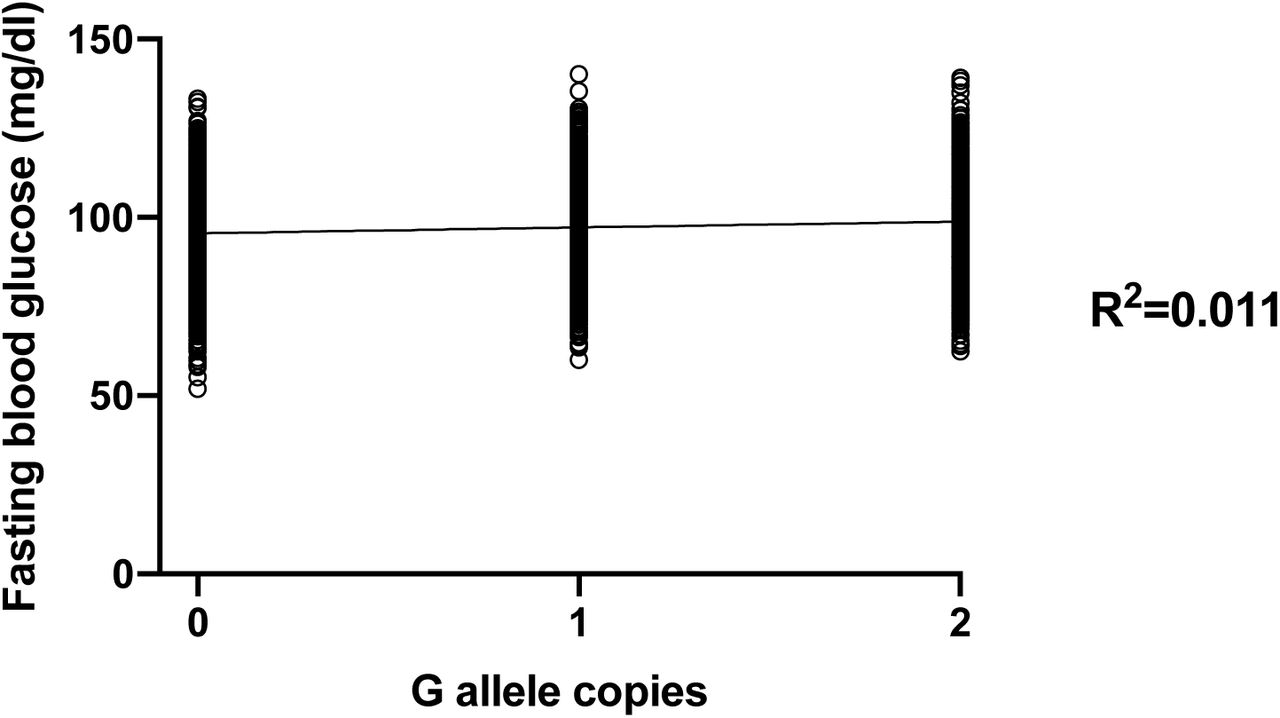 Linear regression of MTNR1B rs10830963 genotype versus fasting glucose.Linear regression of 1,000 synthetic BMI datapoints per MTNR1B rs9939609 G allele copy. There was a significant association between number of G copies and fasting glucose (p<0.001, R2=0.011), suggesting that only around 1% of the variability in fasting blood glucose is determined by MTNR1B genotype.