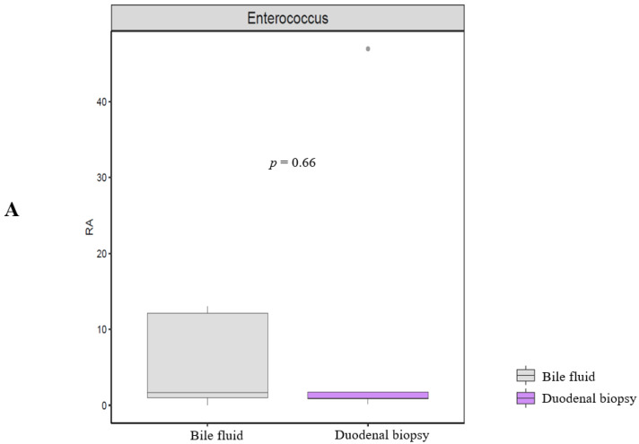 Taxonomic enterococcus composition and alpha diversity analysis. (A) Taxonomic enterococcus composition. (B) Alpha diversity (Chao1, Shannon, and Simpson indices).