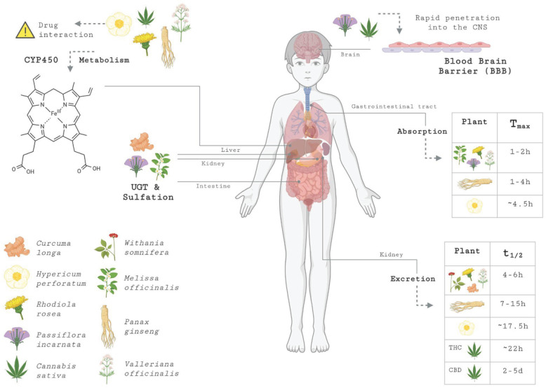 Pharmacokinetics of medicinal plants. The diagram illustrates the stages of absorption, distribution, metabolism, and excretion of the studied species. In absorption, the tables indicate the Tmax, highlighting the rapid absorption (1–2 h) of plants such as Melissa officinalis and Passiflora incarnata. In distribution, arrows indicate penetration into the CNS through the BBB. Metabolism is divided into Phase I (via CYP450) and Phase II (via UGT and sulfation); the warning icon specifically highlights the risk of drug interactions, notably for Hypericum perforatum due to its role as a potent enzymatic inducer. Excretion is represented by the t½, reflecting the duration of the compounds in the system before renal or fecal elimination. Central nervous system (CNS), blood–brain barrier (BBB), time required to achieve maximum concentration (Tmax), elimination half-life (t½), UDP-glucuronosyltransferase (UGT), cytochrome P450 (CYP450). Created in BioRender.