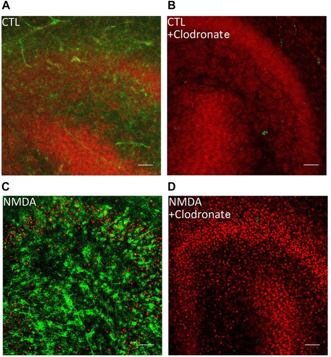 Clodronate depletes microglial cells from OHSC. (A) PI labeled control OHSC with dentate gyrus and CA3. No PI positive nuclei (red) and ramified IB4 (green) labeled microglial cells are visible. (B) Application of clodronate to CTL slices removed IB4 positive microglial cells without damaging the neurons. (C) Treatment with NMDA led to massive increase in PI positive cells and IB4 positive microglia. (D) Depletion of microglial cells led to exacerbation of neuronal damage after NMDA treatment in OHSC. Scale bar = 50 μm.