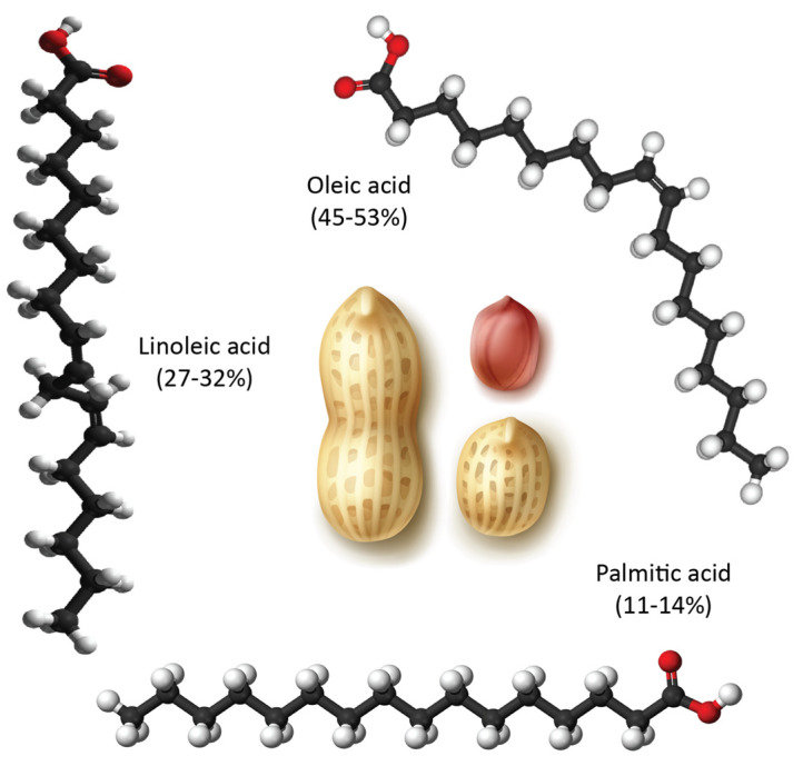 Illustration of the main fatty acids in peanut oil. This oil also contains other long-chain saturated fatty acids in small percentages such as arachidic acid (1–2%), behenic acid (1.5–4.5%), and lignoceric acid (0.5–2.5%). Credit for the peanut image is attributed to macrovector on Freepik.