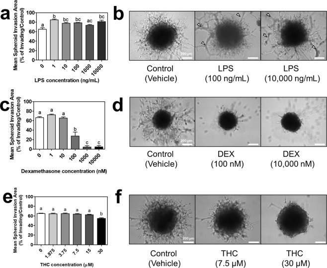 Impact of lipopolysaccharide, dexamethasone, or Δ9 – tetrahydrocannabinol on spheroid invasion. (a) Mean spheroid invasion areas of EVT spheroids treated with 1–10,000 ng/mL lipopolysaccharide (LPS) on day eight. (b) Brightfield images of EVT spheroids in ECM treated with the vehicle control, 100 ng/mL LPS, or 10,000 ng/mL LPS (three representative doses selected along curve to demonstrate effect). White arrows indicate examples of tube formation of EVTs that have invaded to surface of ECM. (c) Mean spheroid invasion areas of EVT spheroids treated with 1–10,000 nM dexamethasone (DEX) on day eight. (d) Brightfield images of EVT spheroids in ECM treated with the vehicle control, 100 nM DEX, or 10,000 nM DEX. (e) Mean spheroid invasion areas of EVT spheroids treated with 1.875–30 µM Δ9 – tetrahydrocannabinol (THC) on day eight. (f) Brightfield images of EVT spheroids in ECM treated with the vehicle control, 7.5 µM THC, or 30 µM THC. Significant differences between groups determined by one-way ANOVA followed by Tukey’s post-test; n ≥ 3. Significant differences between means as determined by post-tests were indicated by different letters. Images taken at 10x objective magnification. Scale bar represents 200 µm.