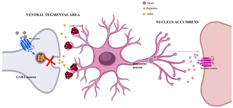 Molecular mechanisms associated with opioid effects. Abbreviations: GABA: gaba aminobutyric acid.