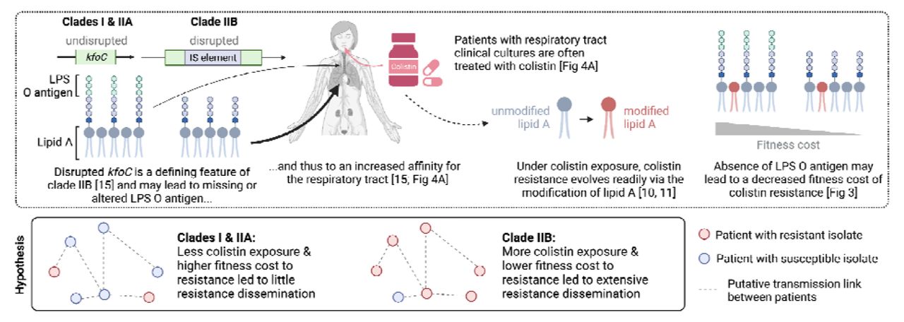 Disruption of the putative O-antigen glycosyltransferase kfoC may lead to decreased transmission fitness cost of colistin resistance.Created with BioRender.com