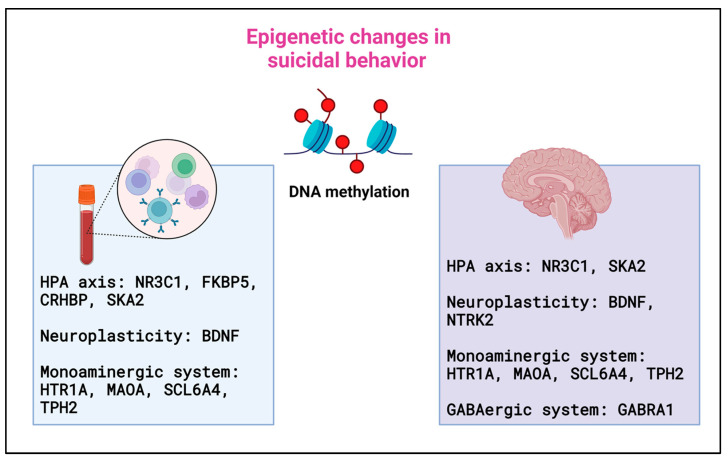 Main epigenetic changes in suicide behavior. The figure represents the main DNA methylation changes observed in peripheral blood cells and brain areas of patients with suicide behavior and in those who died by suicide, respectively. HPA axis: hypothalamus–pituitary–adrenal axis, NR3C1: gene encoding glucocorticoid receptor, FKBP5: the gene encoding the FK506-binding protein 5, CRHBP: the gene encoding the corticotropin-releasing hormone binding protein, SKA2: gene encoding spindle and kinetochore associated complex subunit 2, BDNF: the gene encoding the brain-derived neurotrophic factor, HTR1A: the gene encoding serotonin receptor 1 A, MAOA: the gene encoding monoamine oxidase A, SCL6A4: serotonin transporter gene, TPH2: gene encoding tryptophan hydroxylase 2, NRTK2: the gene encoding neurotrophic receptor tyrosine kinase 2; GABRA1: the gene encoding the alpha-1 subunit of the GABAA receptor protein.