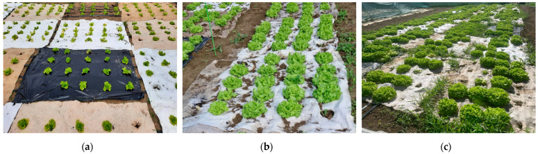 Phases of lettuce growth: (a) after planting, (b) after one month, (c) on the day of harvest (50 days).