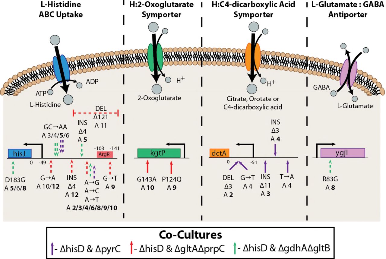 Mutations Affecting Inner Membrane Metabolite TransportMutations were observed affecting the activity of four inner membrane transporters. A schematic of the function or putative function of each transporter is shown. Depicted below the schematics are the relative locations of the observed mutations on the operon encoding each of the enzymatic complexes. For example, all ten evolved ΔhisD strain endpoints possessed at least one mutation in or upstream of hisJ. This operon includes genes coding for HisJMPQ, the four subunits of a histidine ABC uptake system. A depiction of the activity of this complex is shown, in which energy from ATP hydrolysis is used to transport histidine into the cytosol from the periplasm. Mutations are indicated on the operon schematics if mutations appear at >10% frequency in more than one flask, and ALE numbers are in bold if the mutation appears in the endpoint clone strain. The mutations indicated with a dashed arrow occurred in the ΔhisD strain and a solid arrow indicates they occurred in its partner MSE strain.