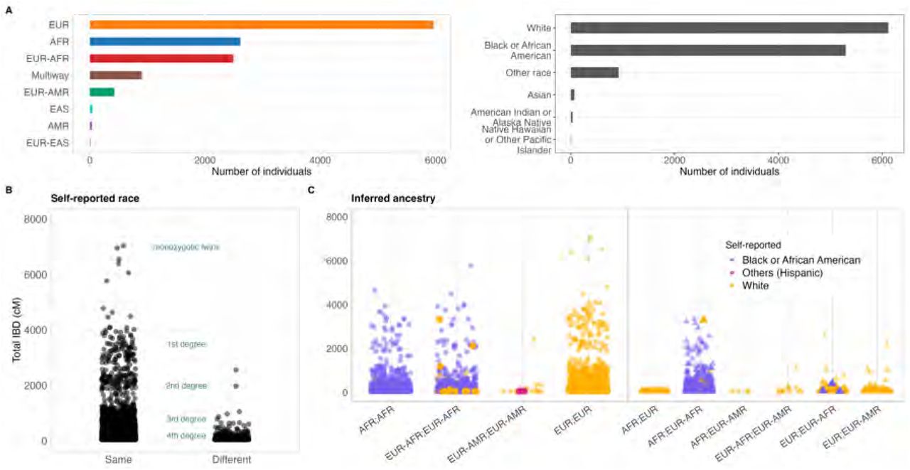 Poor alignment between self-reported race and genetic ancestry.(A) Counts of individuals per inferred ancestry (left) and self-reported race (right). (B) Genome segments shared Identical By Descent (IBD) in centimorgans (cM) between all individual pairs in BIG, categorized by whether individuals self-reported the same or different race. In some instances, individuals who self-report as belonging to different races are related at the third-degree level (e.g., first cousins) or even as close as second-degree relatives (e.g., half-siblings), as indicated by the IBD analysis. (C) IBD genome sharing and inferred ancestry among individuals self-reporting the same race (color-coded). In some cases the self-reported race of a pair deviates from the patterns observed in other pairs within the same ancestry category.