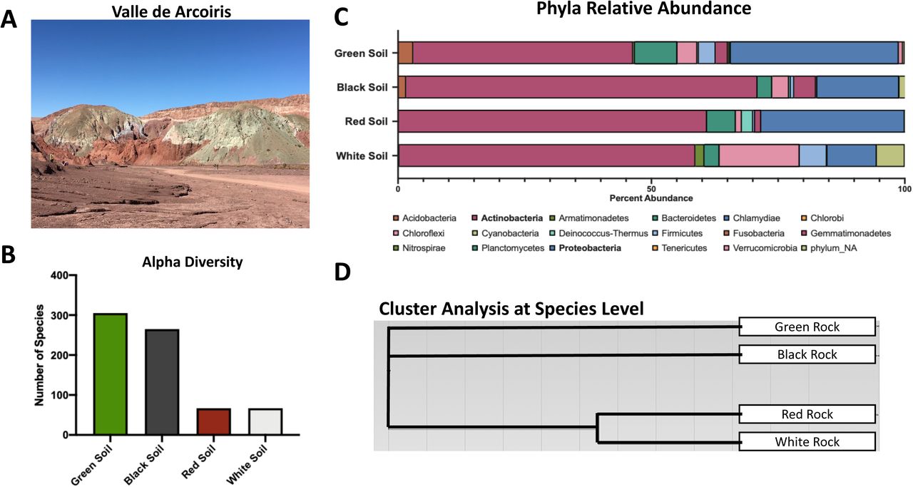 Analysis of Valle de Arcoiris soil samples demonstrate different bacterial diversity(A) Image of the Valle de Arcoiris demonstrating the different colored soils. (B) Quantification of alpha diversity in each soil type. Each bar represents the number of unique taxa detected in each sample. (C) Bar chart of all the phyla relative abundance within each soil sample. Each color represents a different phylum and the length of the bar represents the percent abundance within that sample. (D) Cluster plot dendrogram grouping samples based on species similarities under Marisita-Horn analysis. Length of bar represents degree of similarity. The green and black soils and the red and white soils were demonstrated to be more similar, respectively.