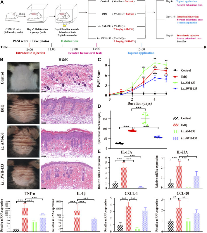 The selective agonist of CB2R, JWH-133, could alleviate PsD in IMQ-induced mice. (A) Schematic diagram of the animal experiment protocol for the control, IMQ, i.c. AM-630 and i.c. JWH-133 groups (n = 5). (B) Representative macroscopic view and H&E staining of cross-sectional slices of the dorsal skin of C57BL/6 mice on the fifth day. Scale bar represents 100 μm. (C) Daily assessment of epidermal erythema, scales, and thickening of the dorsal skin. The PASI score was calculated by adding the scores of three independent criteria (ranging from 0 to 12). (D) The epidermal thickness of the dorsal skin on the fifth day was measured by four randomly selected fields per section of each mouse. (E) The mRNA expression levels of IL-17A, IL-23A, TNF-α, IL-1β, CXCL-1 and CCL-20 were measured by qRT-PCR. Error bars represent mean ± SD. (n = 5 for each group). *p < 0.05, **p < 0.01, and ***p < 0.001 when compared. All the assays were repeated three times with consistent results.