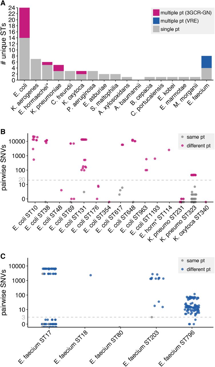 3GCR-GN and VRE strain diversity.(A) Bar plot showing the number of unique multi-locus sequence types (STs) identified for each third-generation cephalosporin-resistant Gram-negative (3GCR-GN) species plus vancomycin-resistant E. faecium (VRE) Bars are coloured as indicated in the legend. (B, C) Pairwise single nucleotide variants (SNVs) for pairs of isolates assigned to the same ST for 3GCR-GN species (B) and VRE (C). Grey points indicate pairs of isolates from the same patient (pt), pink and blue points indicate pairs of isolates from different patients for 3GCR-GN and VRE isolates, respectively. Grey dashed lines indicate the SNV thresholds used to define putative transmissions (n≤20 SNVs for 3GCR-GN and n≤3 SNVs for VRE, see Results for details). *E. hormaechei multi-locus sequence typing was performed using the Enterobacter cloacae scheme, which covers both species.