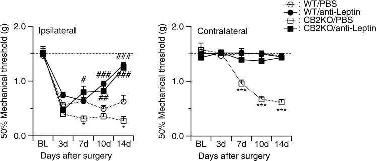 Analgesic effect of leptin-neutralizing antibody treatment (20 ng/mouse/day) in nerve-injured mice. Each measurement was conducted 24 hours after the last injection. Broken line indicates basal nociceptive thresholds before the surgery. Left panels, ipsilateral injured side; right panels, contralateral non-injured side. Leptin neutralizing antibodies significantly reduced the nerve injury-induced neuropathic pain in CB2-KO and WT mice. Data are expressed as means ± SEM of 7–8 mice/group. Significance is indicated by *p < 0.05, **p < 0.001, ***p < 0.0001 for genotype effect and #p < 0.05, #p < 0.001, #p < 0.0001 for the drug effect, three-way ANOVA followed by Tukey’s multiple comparisons test.